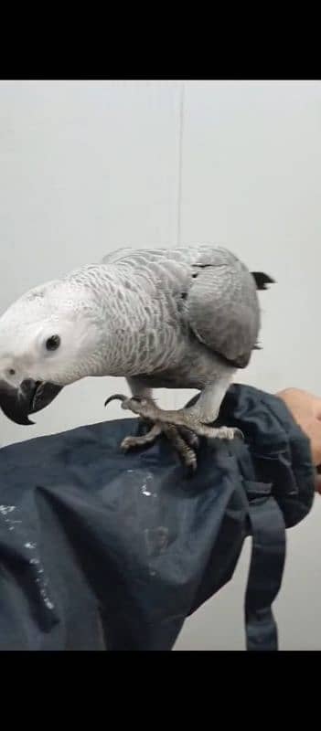 African Gray Parrot Fully Tamed 2