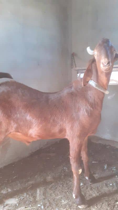 Bakra / Goats Qurbani 2025 2