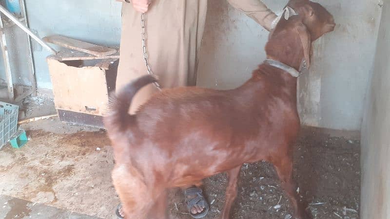 Bakra / Goats Qurbani 2025 3