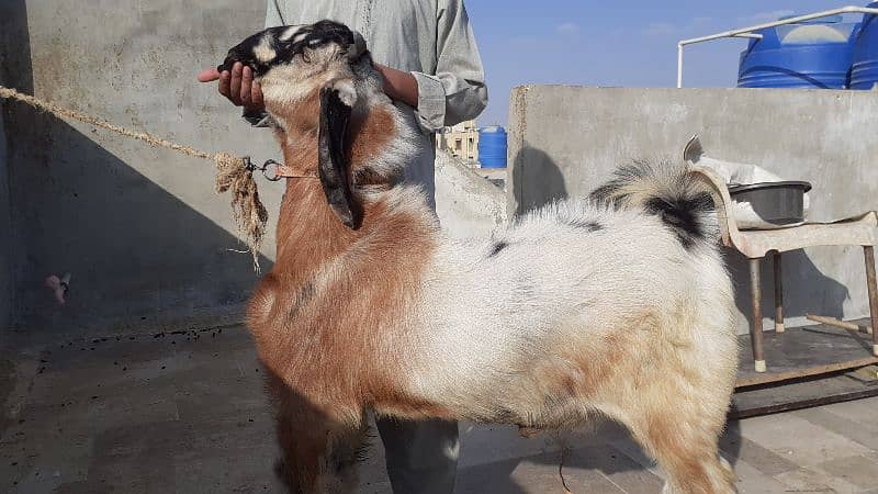 Bakra / Goats Qurbani 2025 4