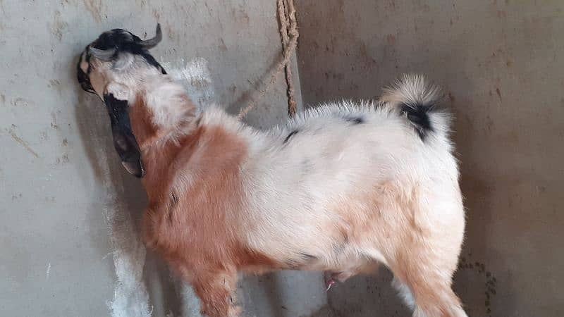 Bakra / Goats Qurbani 2025 5