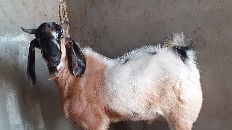 Bakra / Goats Qurbani 2025 6