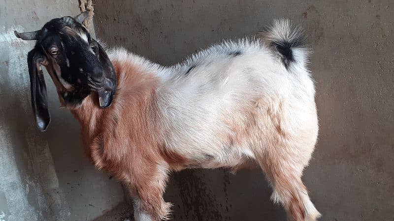 Bakra / Goats Qurbani 2025 7