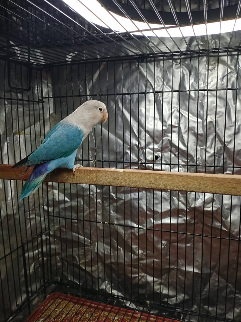 Love bird par blue split ino X blue fisher 0