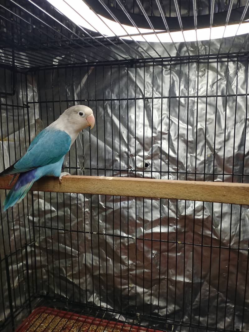 Love bird par blue split ino X blue fisher 1