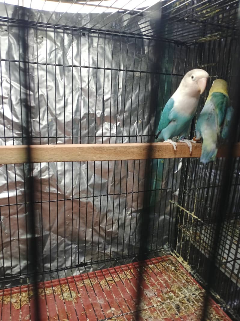 Love bird par blue split ino X blue fisher 3