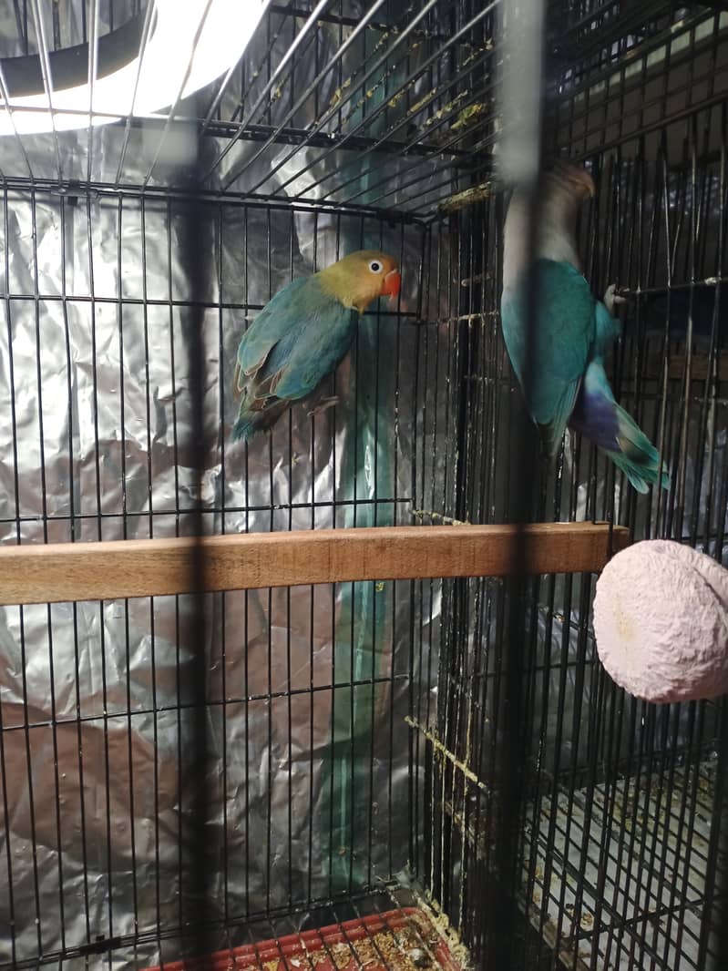 Love bird par blue split ino X blue fisher 5