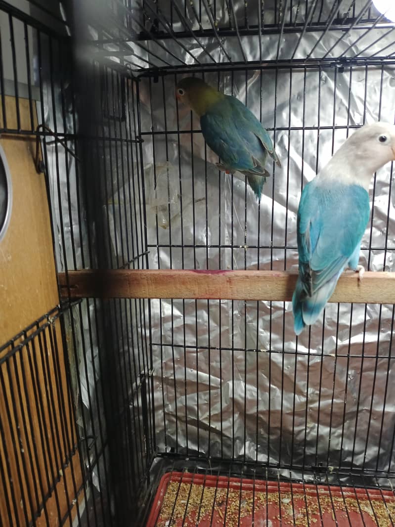 Love bird par blue split ino X blue fisher 6