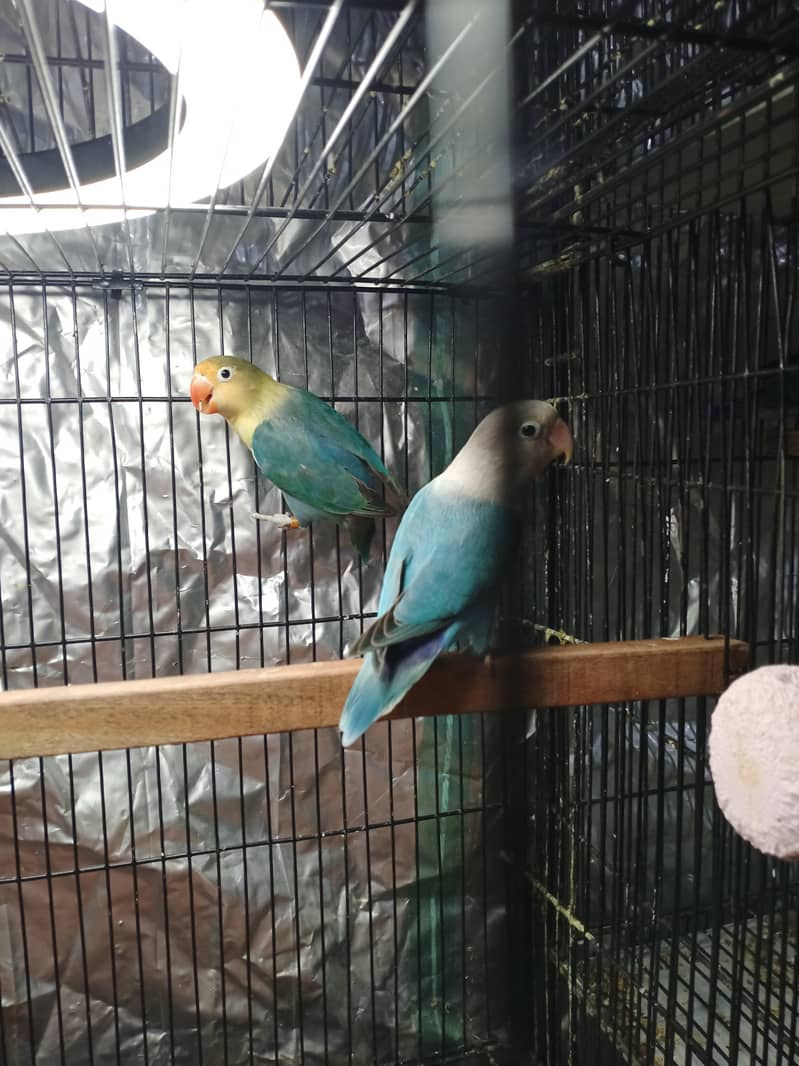 Love bird par blue split ino X blue fisher 7