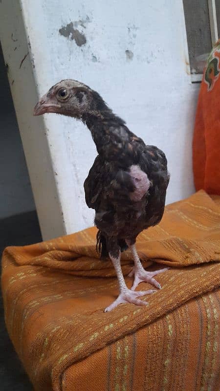 Pure lakha aseel chick female 1