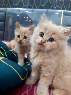 PERSIAN TRIPPLE COATED BLUE EYES KITTENS FOR SALE