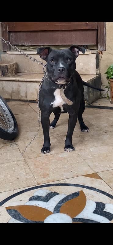 American Bully Female 1