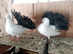 Black Tail Kabootar Fancy Pigeon Pair