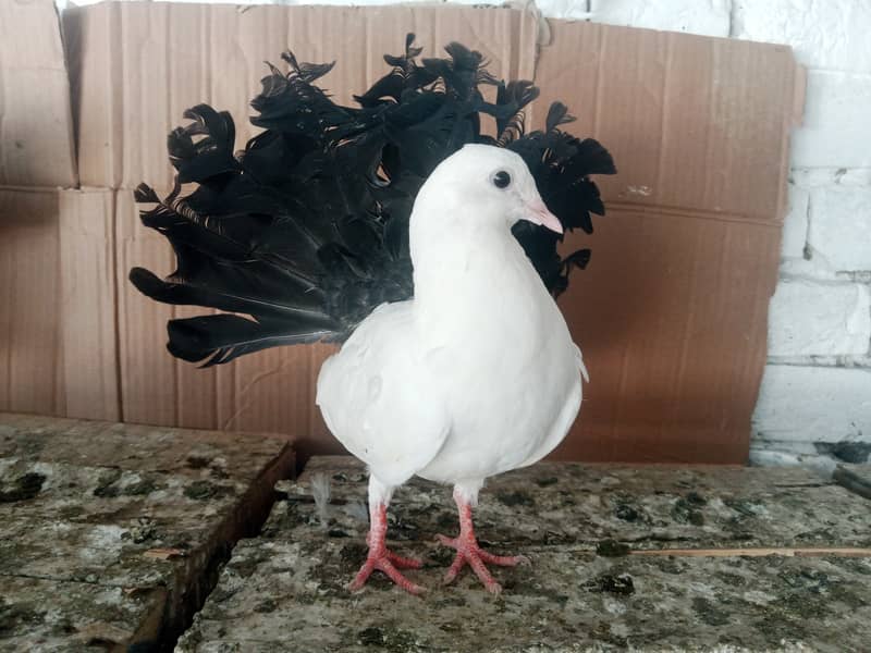 Black Tail Kabootar Fancy Pigeon Pair 1