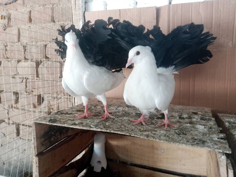 Black Tail Kabootar Fancy Pigeon Pair 2