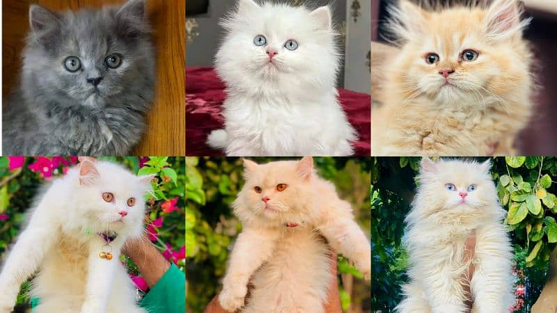 Persian kitten cats 0