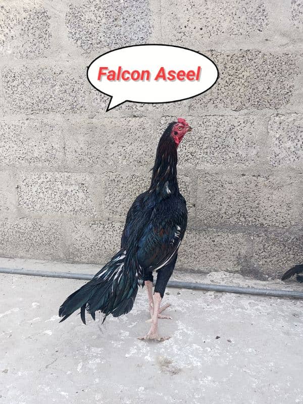 High Quality Aseel 2