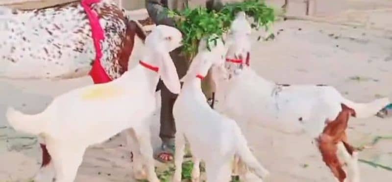 Desi Bakri 3 bacchon ke sath Urgent For Sale WhatsApp on 0313,4935,145 1