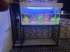 Newly Designed Aquarium with Iron Stand