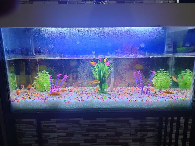 Newly Designed Aquarium with Iron Stand 3