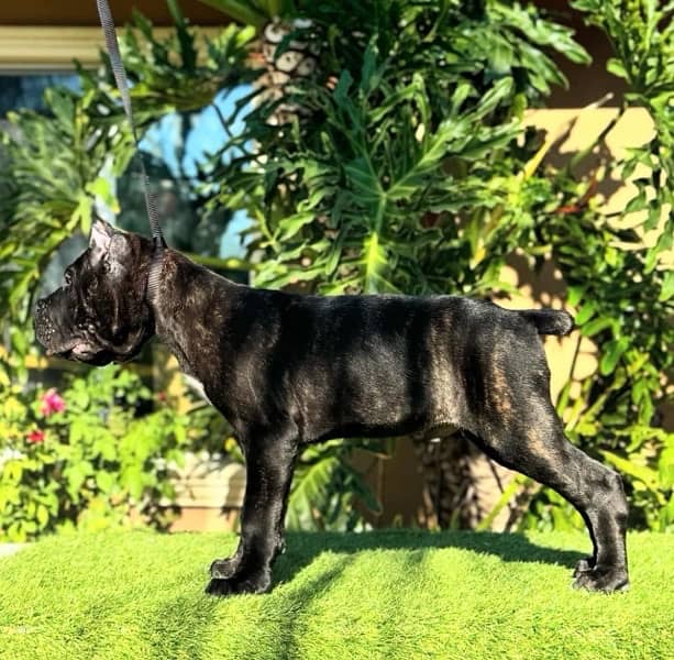 Cane corso pedigree imported puppy available for sale 1