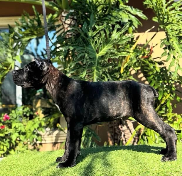 Cane corso pedigree imported puppy available for sale 2