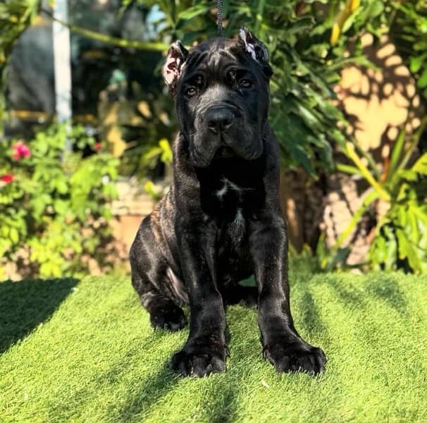 Cane corso pedigree imported puppy available for sale 3