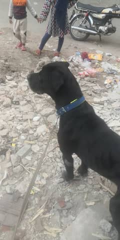 cane Corso boy mall xcheg karna he