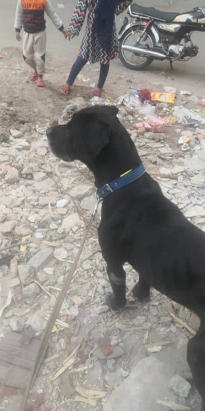 cane Corso boy mall xcheg karna he 0