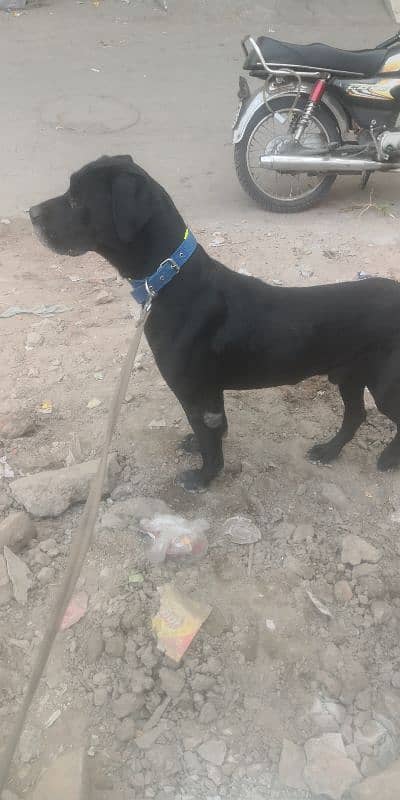 cane Corso boy mall xcheg karna he 1