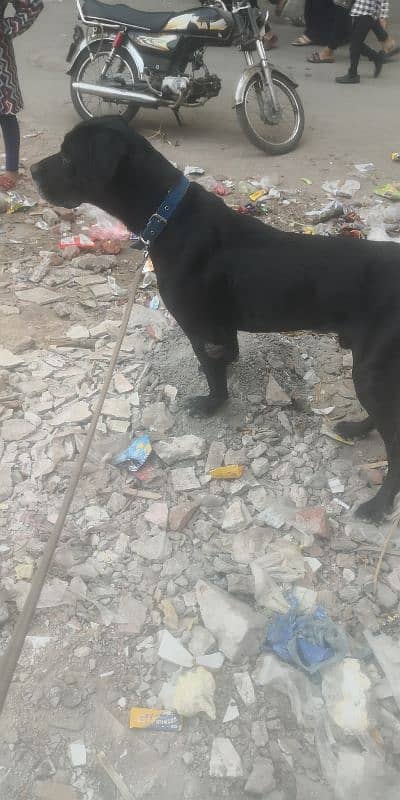 cane Corso boy mall xcheg karna he 2