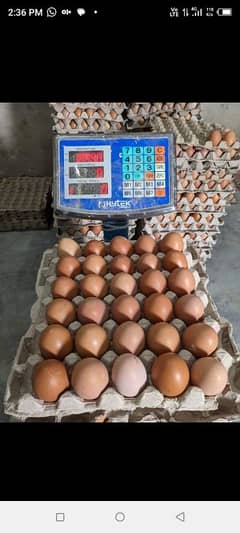 lohman brown fresh and hygenic eggs