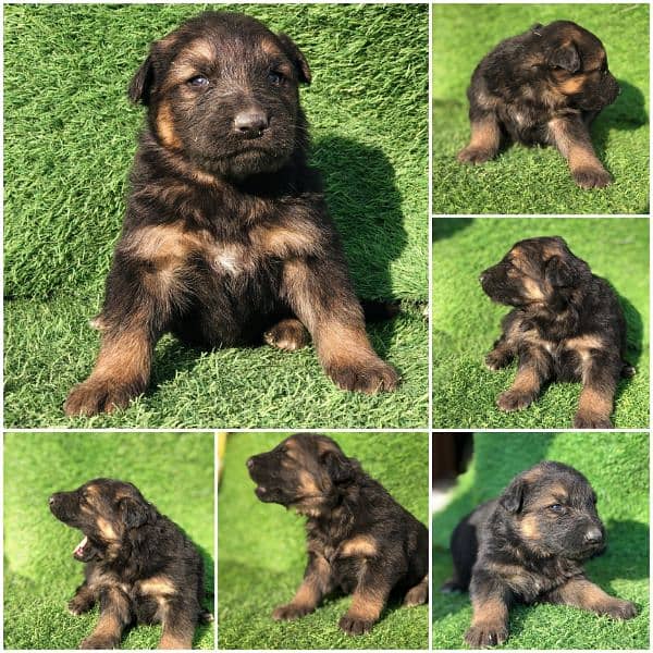 German Shepherd Puppies – Imported Bloodline (6M4FM) 0