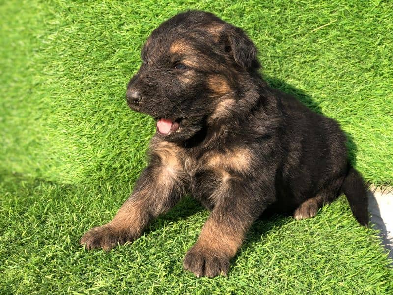 German Shepherd Puppies – Imported Bloodline (6M4FM) 1