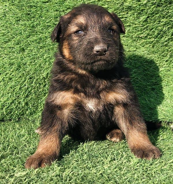 German Shepherd Puppies – Imported Bloodline (6M4FM) 2