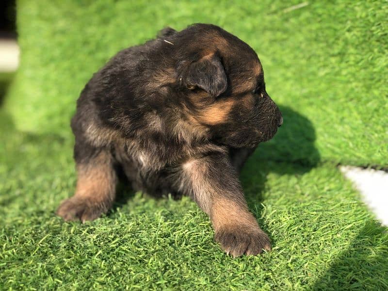 German Shepherd Puppies – Imported Bloodline (6M4FM) 3