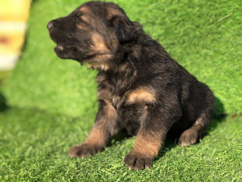 German Shepherd Puppies – Imported Bloodline (6M4FM) 4