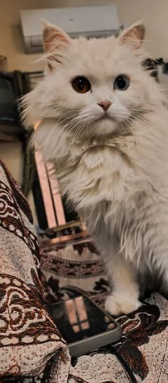 Odd eyes Female Turkish Angora