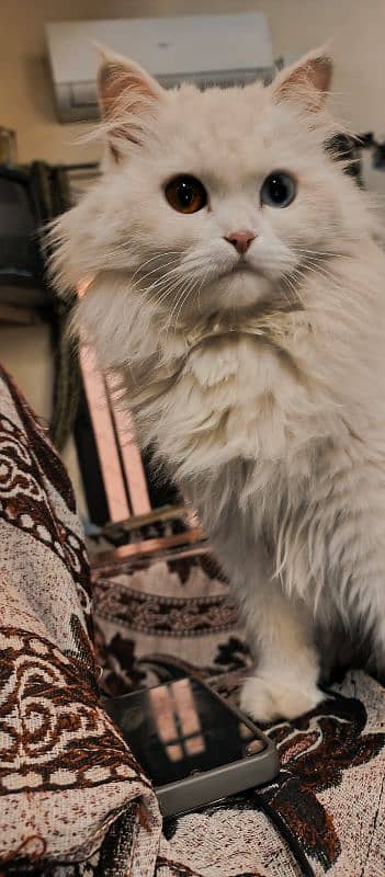 Odd eyes Female Turkish Angora 0