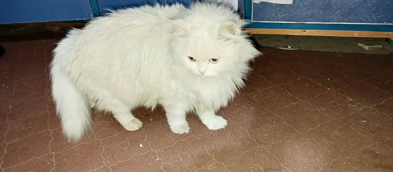 Odd eyes Female Turkish Angora 1