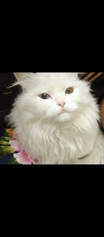 Odd eyes Female Turkish Angora 2