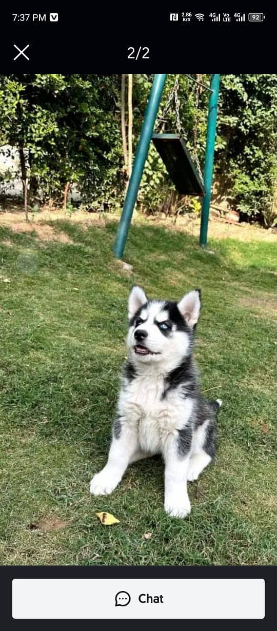 Siberian husky puppie03231150759 1