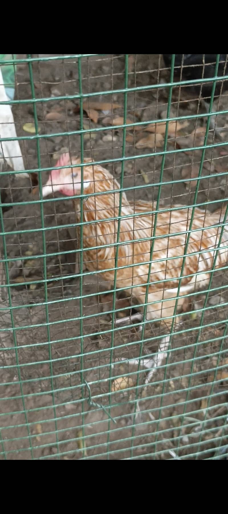 Egg laying desi murghi and aseel cross patha, 03134779532 2