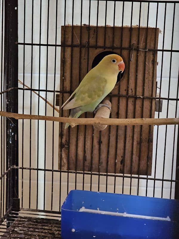 Lovebirds confirmed breeder pairs 2