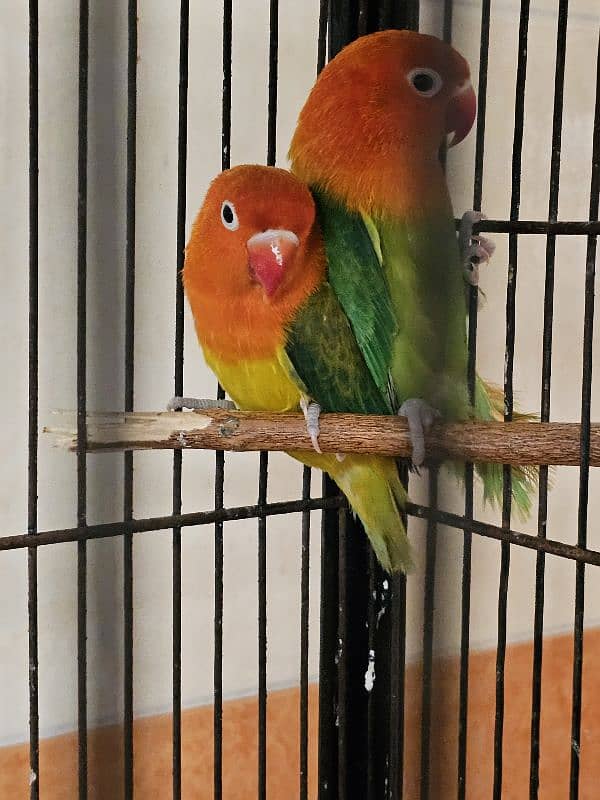 Lovebirds confirmed breeder pairs 5