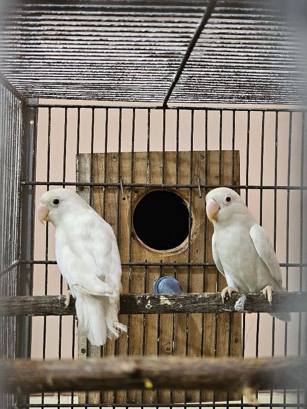 Lovebirds confirmed breeder pairs 6