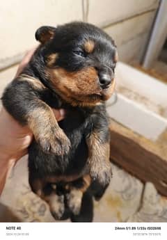 Rottweiler puppy for sale