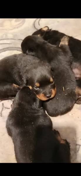 Rottweiler puppy for sale 1