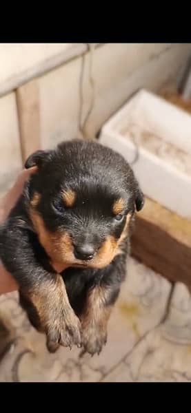 Rottweiler puppy for sale 2