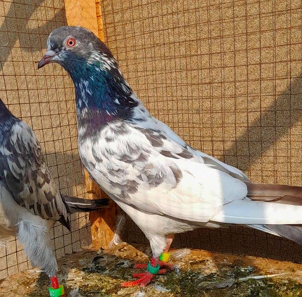 pigeon pure kamgar pair ? 03224690184 2